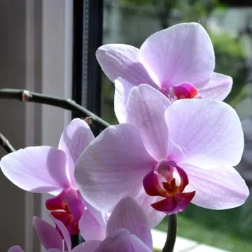 Flowers Stock Photos