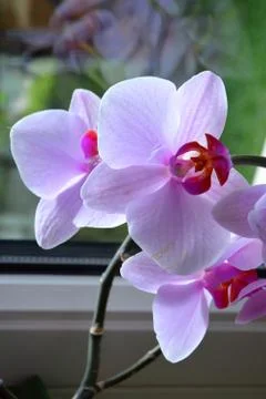 Flowers Stock Photos