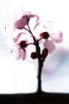 Flowers Stock Photos