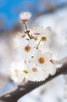 Flowers Stock Photos