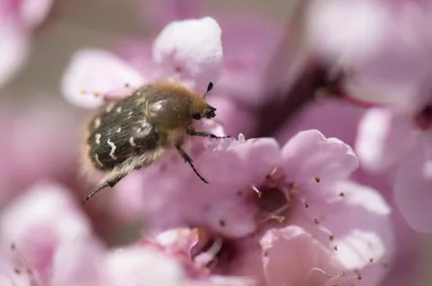 Flowers Stock Photos