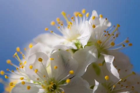 Flowers Stock Photos