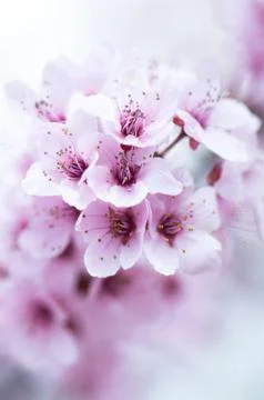 Flowers Stock Photos