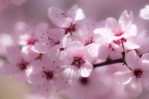 Flowers Stock Photos