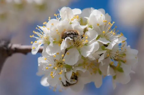 Flowers Stock Photos