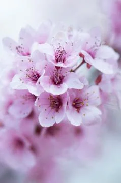 Flowers Stock Photos