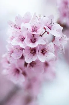 Flowers Stock Photos