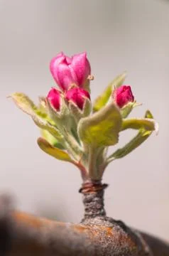 Flowers Stock Photos