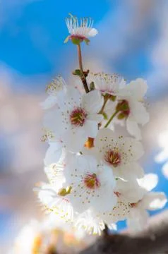 Flowers Stock Photos