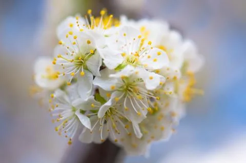 Flowers Stock Photos
