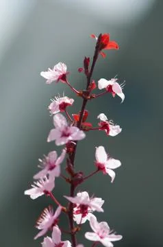 Flowers Stock Photos