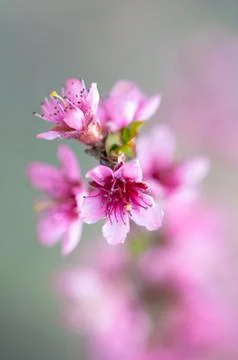 Flowers Stock Photos