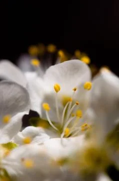 Flowers Stock Photos