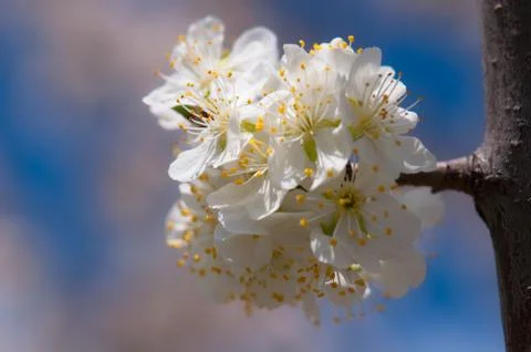 Flowers Stock Photos