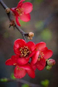 Flowers Stock Photos