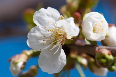 Flowers Stock Photos