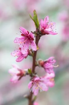 Flowers Stock Photos