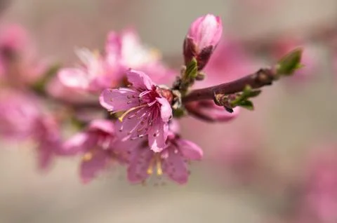 Flowers Stock Photos