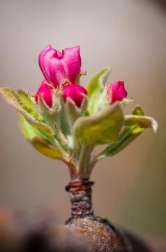 Flowers Stock Photos