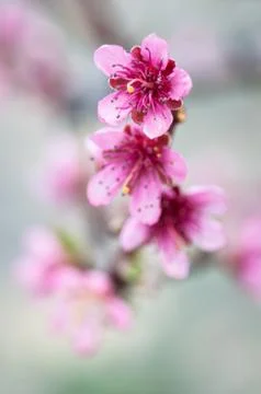 Flowers Stock Photos