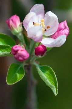 Flowers Stock Photos