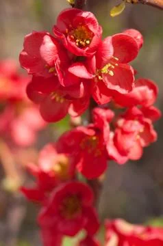 Flowers Stock Photos