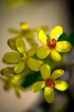 Flowers Stock Photos