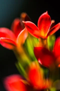 Flowers Stock Photos