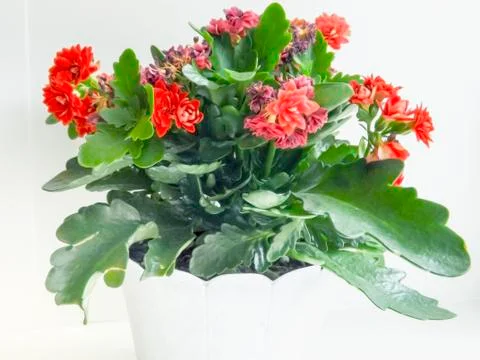 Flowers Stock Photos