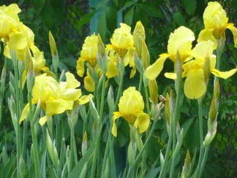 Flowers Stock Photos