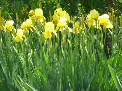 Flowers Stock Photos