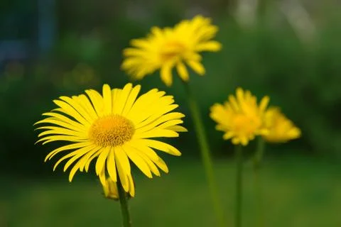 Flowers Stock Photos