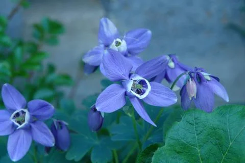 Flowers Foto stock