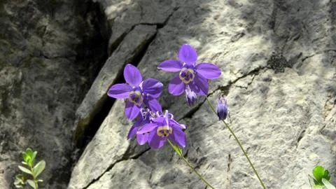 Flowers Foto stock