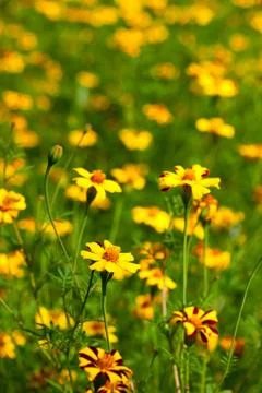 Flowers Stock Photos