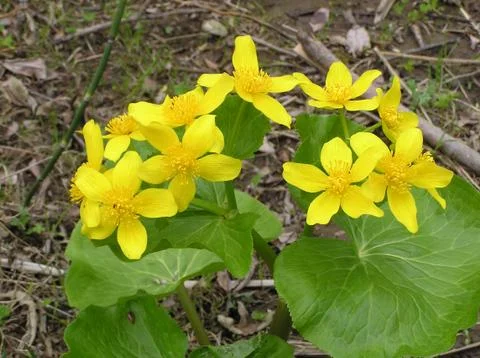 Flowers Stock Photos