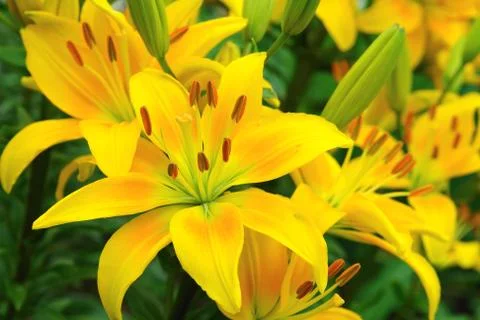 Flowers Stock Photos