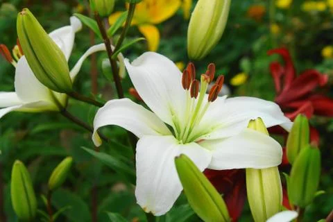 Flowers Stock Photos