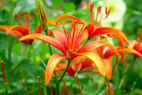 Flowers Stock Photos