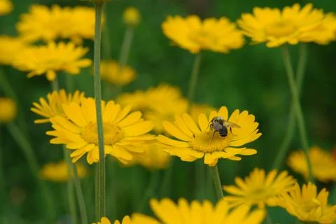 Flowers Stock Photos