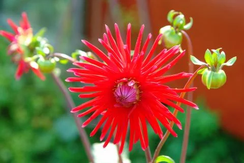 Flowers Stock Photos