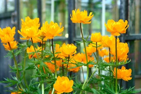 Flowers Stock Photos