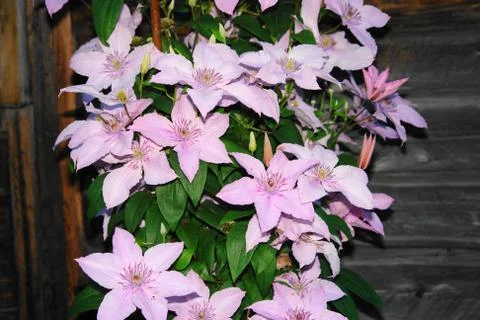 Flowers Stock Photos