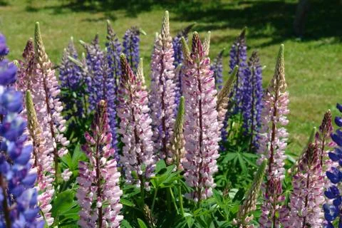 Flowers Stock Photos