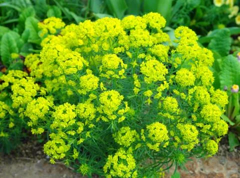 Flowers Stock Photos