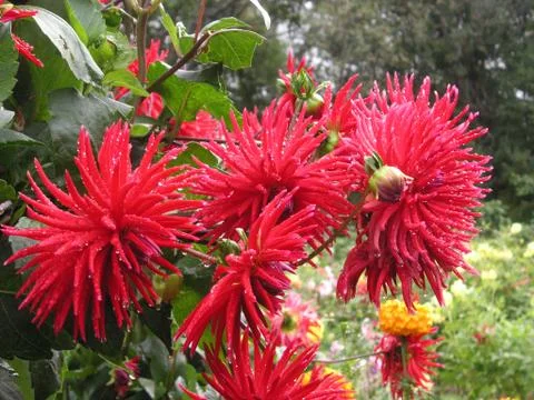 Flowers Stock Photos