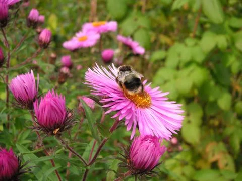 Flowers Stock Photos