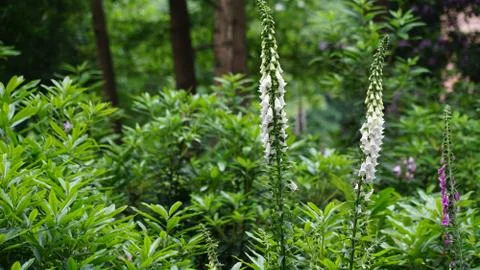 Flowers Fotos de archivo