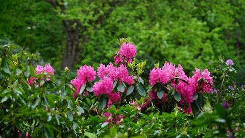 Flowers Stock Photos