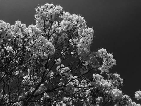 Flowers 스톡 사진